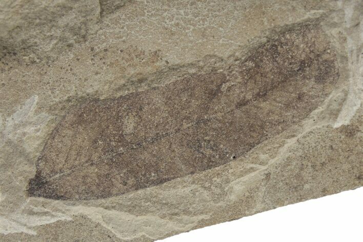 Fossil Leaf - Green River Formation, Utah #237539